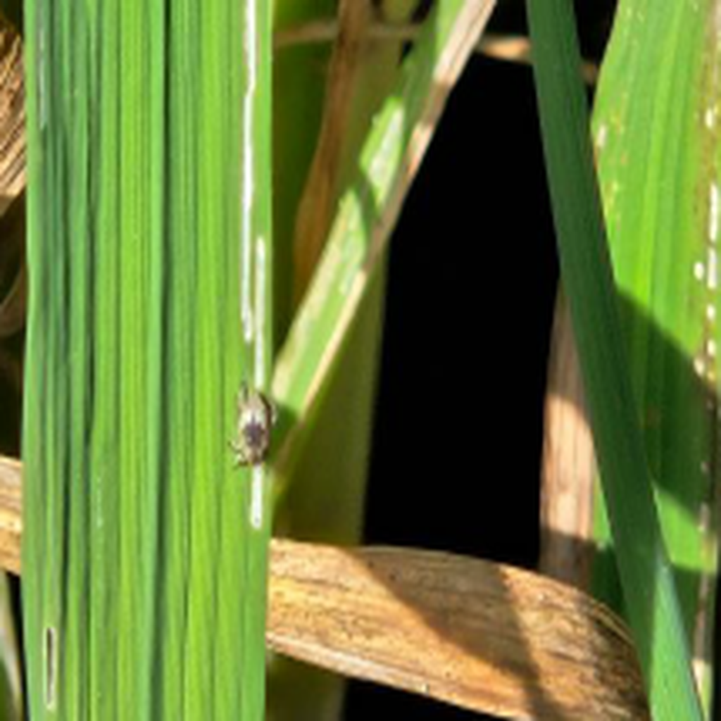 Seguiment i control del corc de l’arròs (Lissorhoptrus oryzophilus) al ...